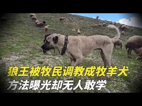 曾横行山林的狼王竟被牧民驯成护羊犬，面对野兽它一脚震退守护全群，真相曝光后，没有人敢再尝试！