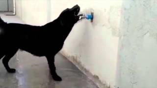 Dog turns on water faucet