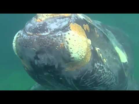 Frank Borell - The asian passenger - A mystical chillout fly_HIGH