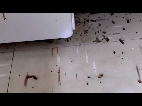 Cockroaches Eliminated in Apartment in Rocky Hill, NJ