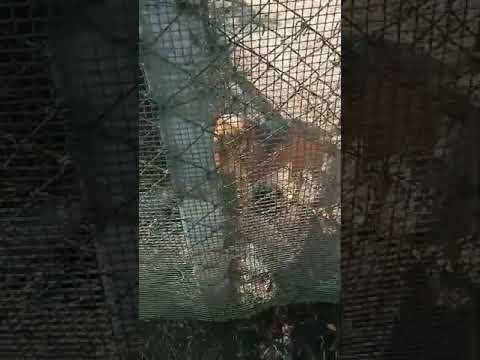 This is the hospital where my brother working as a veterinary doctor 😊