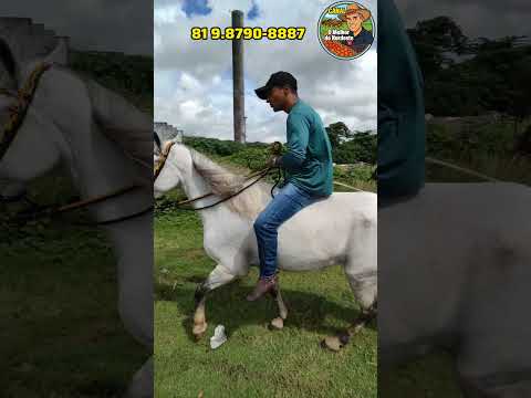 Feira de Cavalo de Abreu e Lima-PE Sábado:25/04/26 #cavalo #Viral