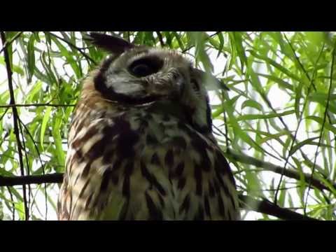Striped Owl — Pseudoscops clamator — hlas a video