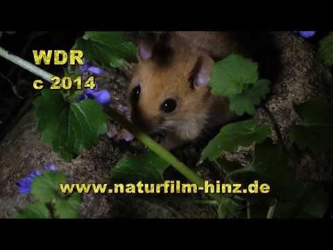 Kleiner Langschläfer hellwach - die Haselmaus (Trailer)