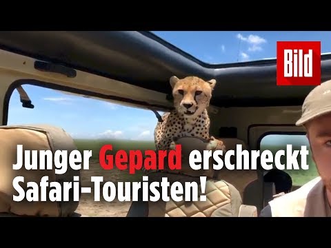 Gepard springt bei Safari ins Auto!