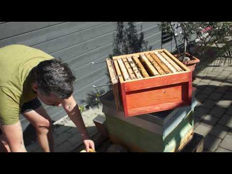 Vårkontroll på vårt andra Ligustica samhälle; utsot, musbesök, dock fin yngelsättning