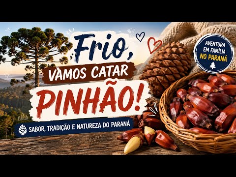 Colhendo Pinhão aos Pés da Araucária | Tradição Paranaense.#viagem #passeio #videoviral #youtube 
