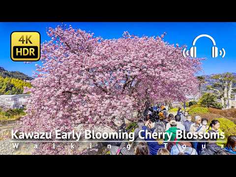 🌸 Kawazu Early Blooming Cherry Blossoms 2025 Walking Tour to The Original Tree [4K/HDR/Binaural]