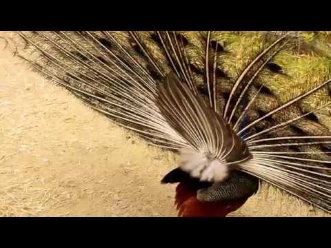 Balzender Pfauenhahn mit ausgebreiteter Federkrone