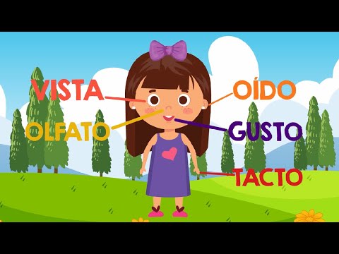 LOS 5 SENTIDOS para niños educación infantil 👅👀👃🖐👂