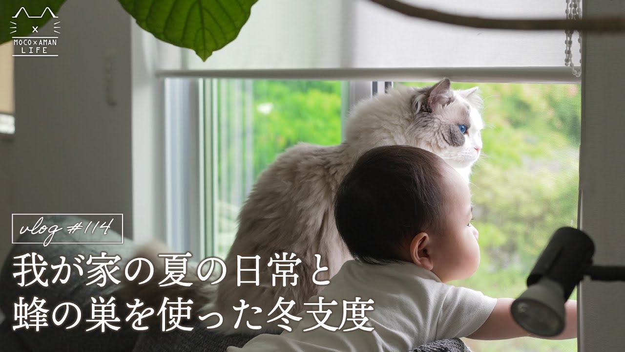 【夏の日常】蜂の巣から肉球をプニプニにする秘密アイテムができるとは…｜ラグドール猫 #114