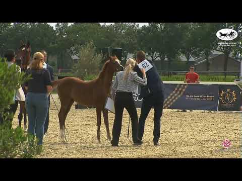 N 62 FORELOCK'S YA'ELLE   Arabian Horse Weekend 2021