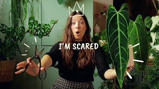 Queen Anthurium Propagation | 100% Best Method for Stem Cuttings 🌿✂️
