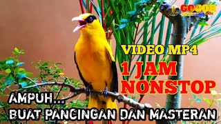 Download lagu FULL 1 JAM VIDEO MP4 || KICAUAN KEPODANG EMAS GACOR AMPUH BUAT PANCINGAN DAN MASTERAN KEPODANG 2021 mp3