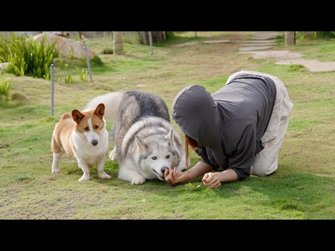 Kleiner bellender Jack Russell Terrier auf einer Wiese