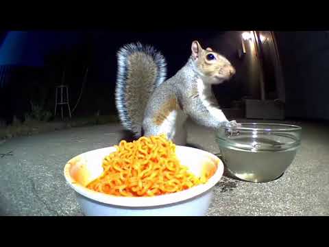 Squirrel vs World’s Spiciest Food | FUNNIEST REACTION