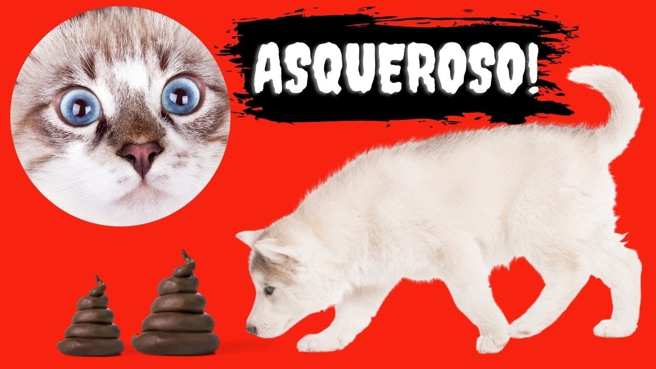 🛑Por Que los perros COMEN CACA de GATO⏩ Descubre  (3) Razones Ignoradas y la SOLUCIÓN Definitiva ✅