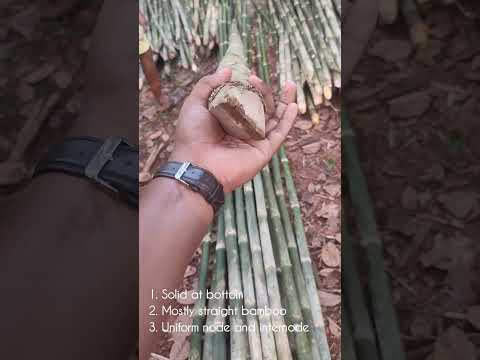 Chavli Math Green Wholesale Supplier of Treated Bamboo Poles & Bamboo Pole by Greengold ...