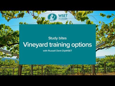 Study bites: vineyard training options (WSET Level 3 wine)
