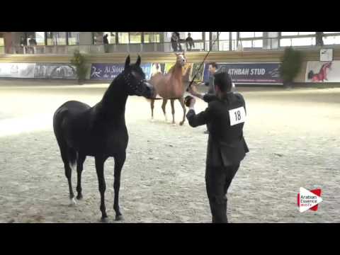 Deauville 2015 - Junior Fillies Championship