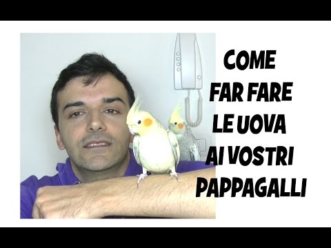 Trattamento di semi di cumino di parassiti Parassiti su un corpo ai pesci