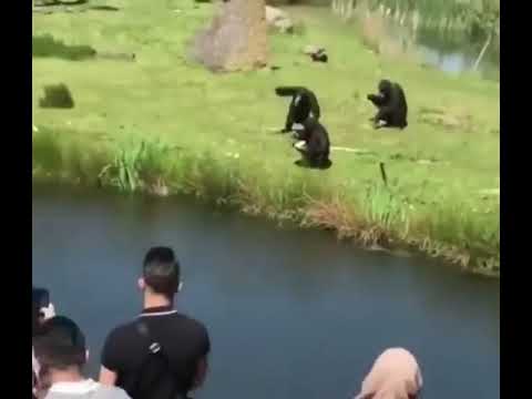 Monkey gets hit in the head with banana.