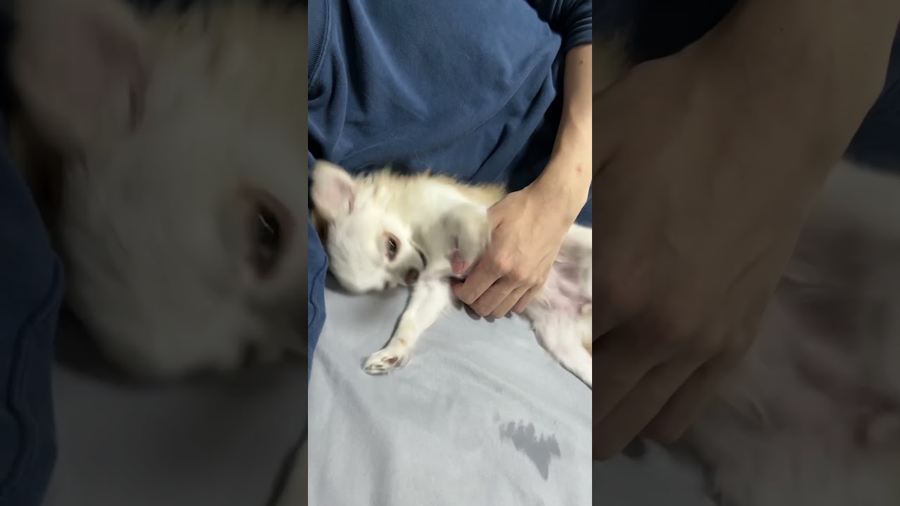 ご主人と一緒に寝る愛犬チワワが癒しです #dog #チワワ #チワワ