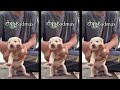 Cute Puppy Dance On Baby Doll Song | Dog Dancing On Baby Doll Me Sone Di Song Dog Dance Viral Video