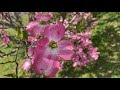 The Legend Of The Dogwood Tree