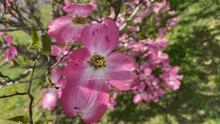 The Legend Of The Dogwood Tree