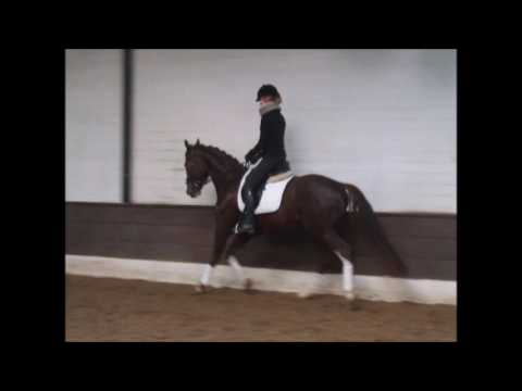 DONUT 4j. v. Don Marco- Brentano ll  -for sale-  VB 5.000,- Euro