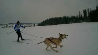 preview picture of video 'Les Fourgs - Chiens de traîneaux - Ski joering chiens - Championnat de France 2013'