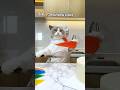 Puff Is Whipping Up A Magical Rainbow Cake Taste The Colors RainbowBaking Thatlittlepuff