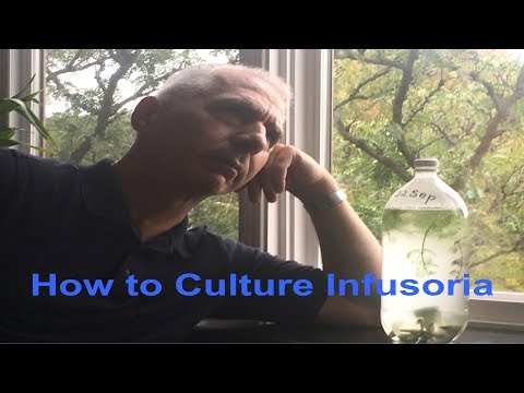 How to Culture Infusoria