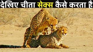 देखिए चीता कैसे करता है ,देखकर आपका दिमाग चकरा जाएगा | Amazing Facts About Cheetahs