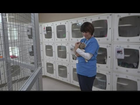 download lagu mp3 mp4 Cat Rescue St Louis County, download lagu Cat Rescue St Louis County gratis, unduh video klip Cat Rescue St Louis County