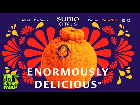 What are Sumo Citrus? / TASTE and REVIEW / Satsuma, Orange, and Mandarin