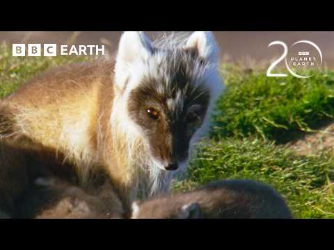 BBC Earth preview