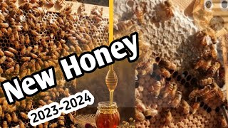 Alhamdulillah collected very good honey at the beginning of mustard|