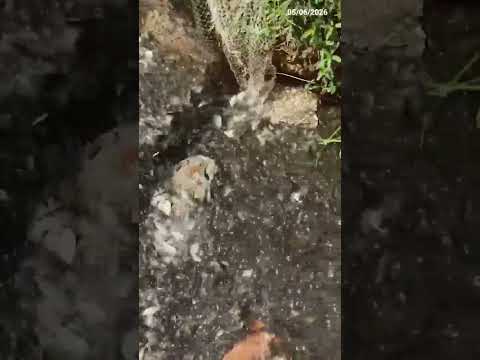Pescaria de Piabas. Poço Dantas, PERI MIRIM-MA.