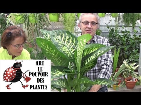 , title : 'Conseils jardinage: Dieffenbachia: Comment faire l'Entretien et l'arrosage:Plante verte d'intérieur'