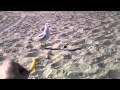 Seagull Steals French Fry