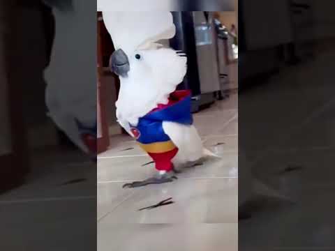 #cockatoo #umbrellacockatoo #cockatoodancing #cockatoofunny #cockatoobird #cockatooparrot#cockatoos