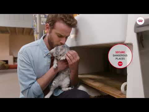 Kitten Tutorial EP5 - Making your home safe