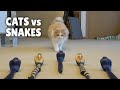 Cats vs Snakes | Kittisaurus