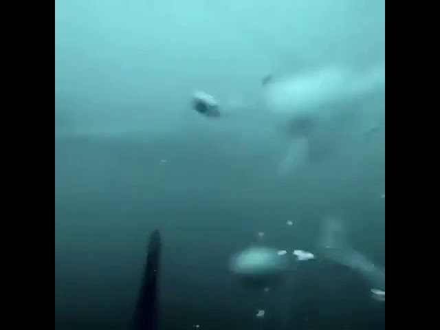 Совсем не то, что хотелось бы увидеть во время подводной охоты