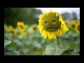 Translola - Smutku mój (nikt nie wie jak mi jest ...