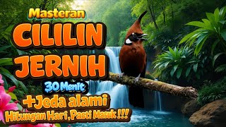 Download lagu Masteran cililin jernih full tembakan rapat di sertai jeda - The crested jay Shrike calling mp3