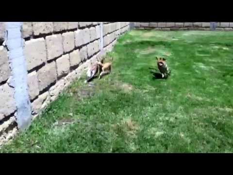 Perros  corretean a un conejo