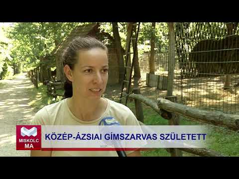 Videó előnézet